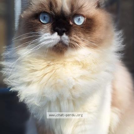 Photo 1/1 Kouky Chat perdu à Villepinte