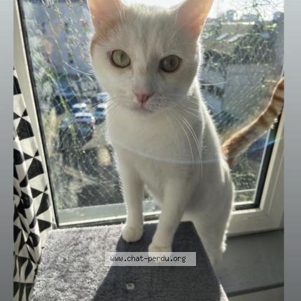 Photo 1/1 Pistache Chat perdu à Blois