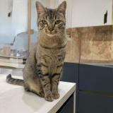 Photo de chat perdu à Meyzieu