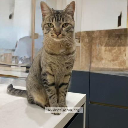 Photo 1/1 Miaou Chat perdu à Meyzieu