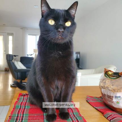 Photo 1/1 Bambou Chat perdu à Quebec