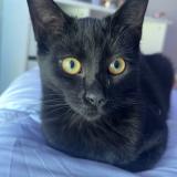 Photo de chat perdu à Veyne