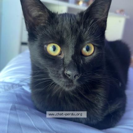 Photo 1/1 Acai Chat perdu à Veyne