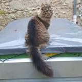 Photo de chat perdu à Retheuil