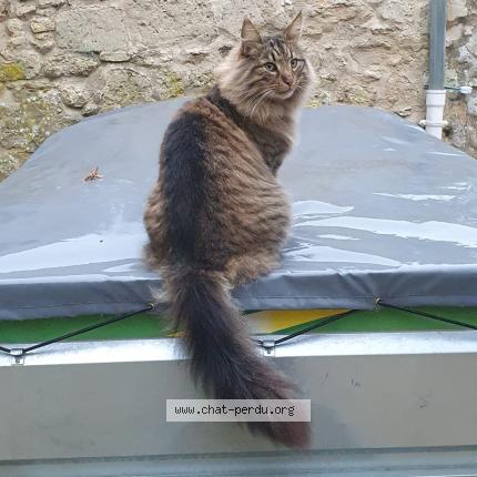 Photo 2/3 LOUP Chat perdu à Retheuil