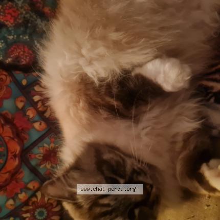 Photo 1/1 Namour Chat perdu à Velaux