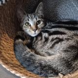 Photo de chat perdu à Mont De Marsan