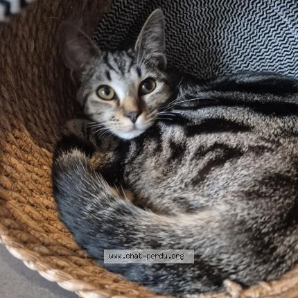 Photo 1/1 Milo Chat perdu à Mont de marsan