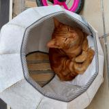 Photo de chat perdu à Armentieres