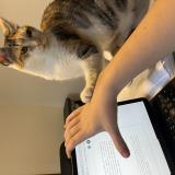 Photo de chat perdu à Thann