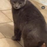 Photo de chat perdu à Annay