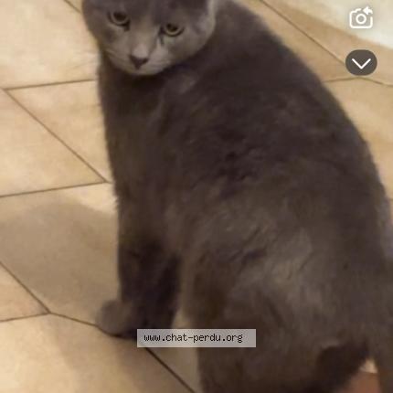 Photo 1/1 Bouba Chat perdu à Annay