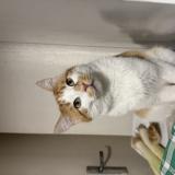 Photo de chat perdu à Toulouse