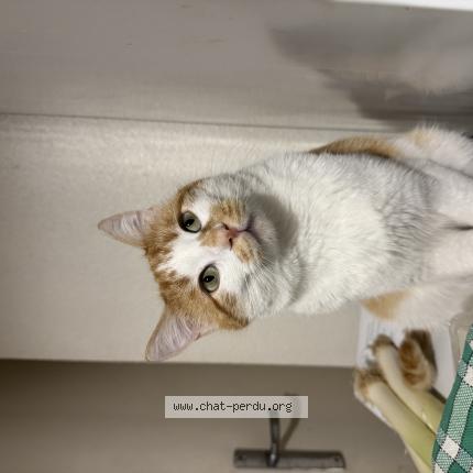 Photo 1/1 Orion Chat perdu à Toulouse