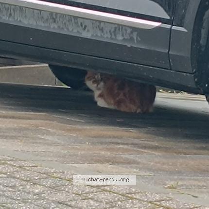 Photo 1/1 Chat trouvé Trouvé à Waldbillig