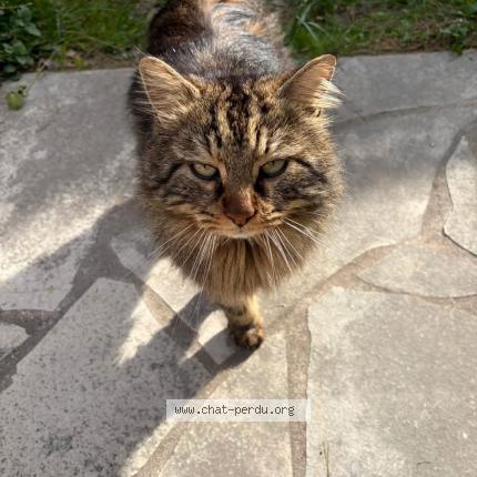 Photo 1/1 Chat trouvé Trouvé à La bedoule