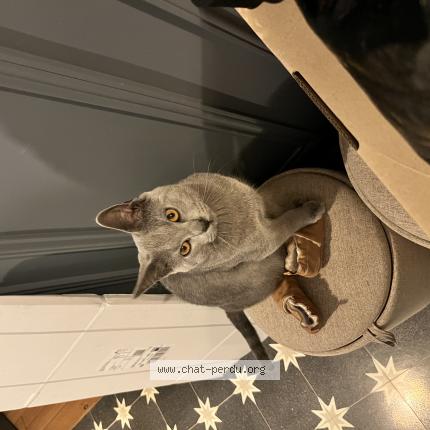 Photo de chat perdu à Pontoise