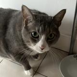 Photo de chat perdu à Bordeaux