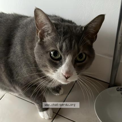 Photo 1/1 Caillou Chat perdu à Bordeaux