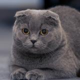 Photo de chat perdu à Boulogne Billancourt