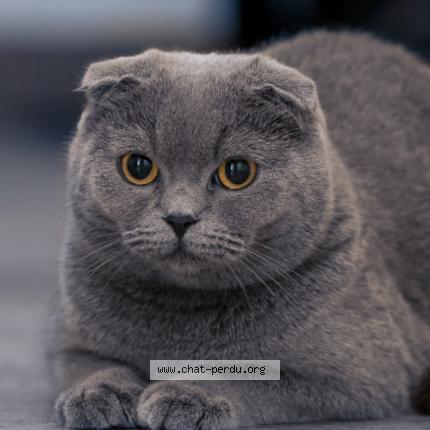 Photo 1/1 Charlie Chat perdu à Boulogne billancourt