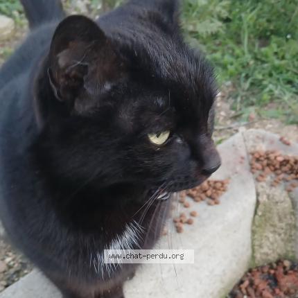 Photo 2/2 Chat trouvé Trouvé à Sury le comtal