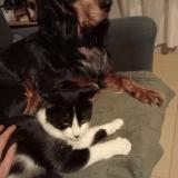 Photo de chat perdu à Saint Potan