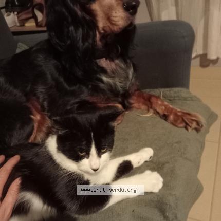 Photo 1/1 Guizmo Chat perdu à Saint potan