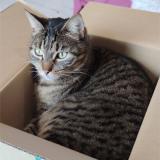 Photo de chat perdu à Peyzieux Sur Saone