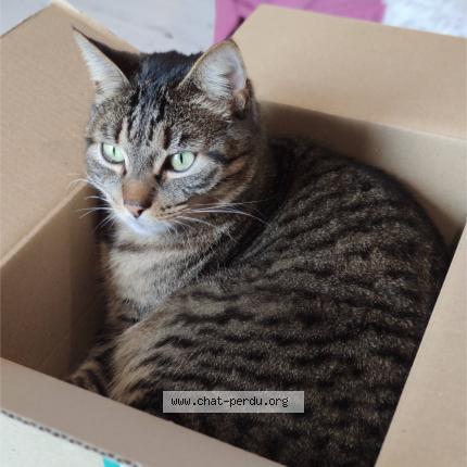 Photo 1/1 Techa Chat perdu à Peyzieux sur saone