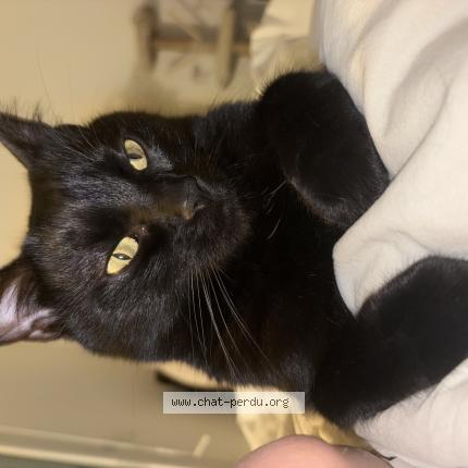 Photo 1/1 Chat retrouvé Perdu à Marseille