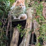 Photo de chat trouvé à Guerville