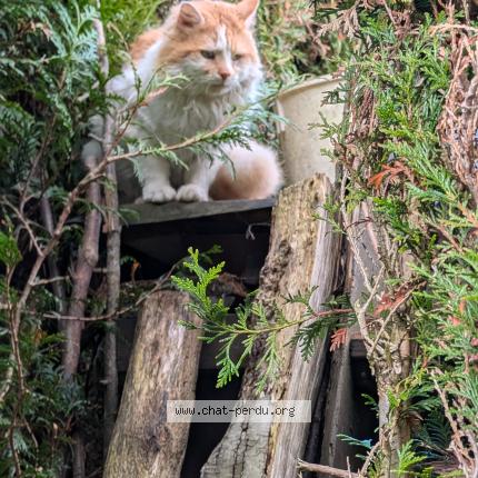 Photo 1/1 Chat trouvé Trouvé à Guerville