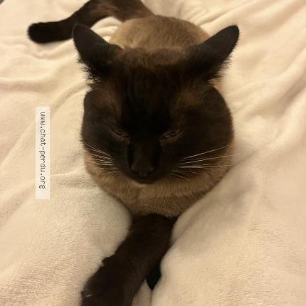 Photo 1/2 Salim Chat perdu à Tournefeuille