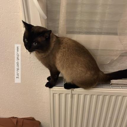 Photo 2/2 Salim Chat perdu à Tournefeuille