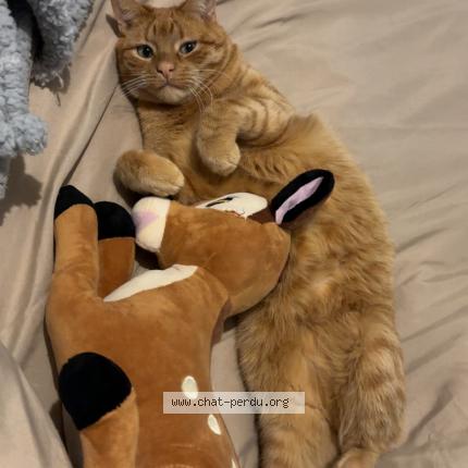 Photo 1/1 Butternut Chat perdu à Coisia