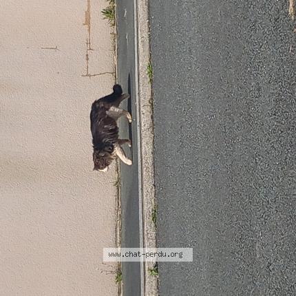 Photo 1/1 Chat trouvé Trouvé à Bouhet