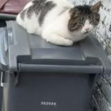 Photo de chat trouvé à Roubaix