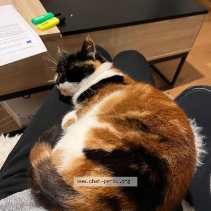 Photo 1/1 Fantômette Chat perdu à Rumilly