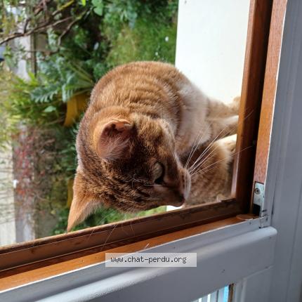 Photo de chat trouvé à Reze
