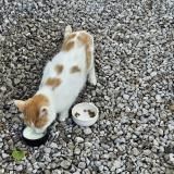 Photo de chat trouvé à La Neuville