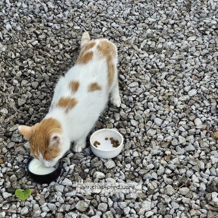 Photo 1/1 Chat trouvé Trouvé à La neuville