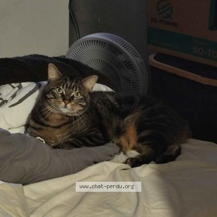 Photo de chat perdu à Malakoff
