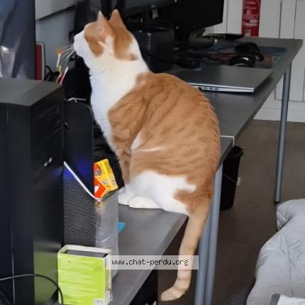 Photo de chat perdu à Luisant