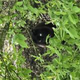 Photo de chat trouvé à Barjouville