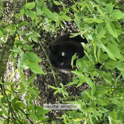 Photo 1/1 Chat trouvé Trouvé à Barjouville