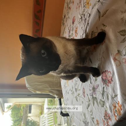 Photo 1/1 Percy Chat perdu à St germain d esteuil