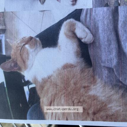 Photo 1/1 Tigrou Chat perdu à Pessac