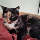 Photo de chat perdu à Reignac