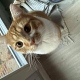 Photo de chat perdu à Montlhery